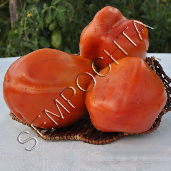 Томат Велика Дівчинка /20 насінин/ *Приватна колекція*