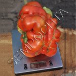 Томат Великий Зак /20 насінин/ *Приватна колекція*