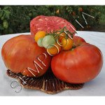 Томат Брюнетка (Brunette) /20 семян/ *Частная коллекция*