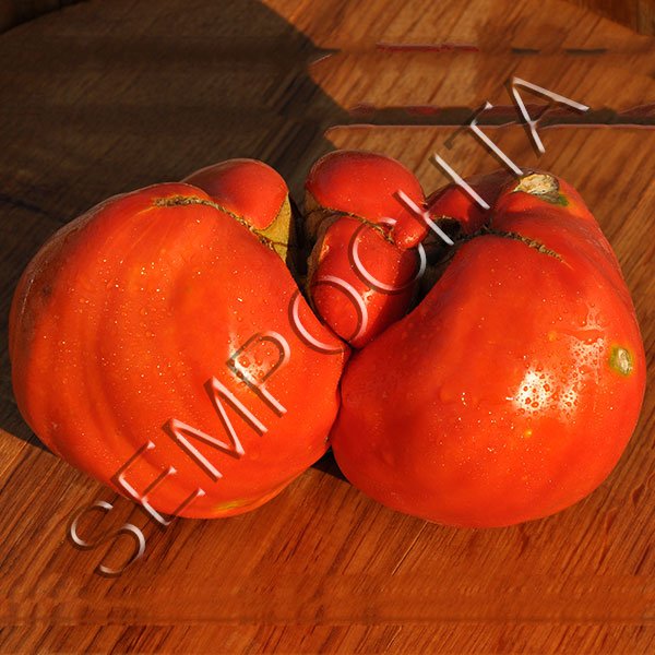 Томат Гатбаг (Gоatbag) /20 насінин/ *Приватна колекція*