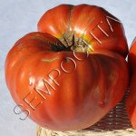Томат Гігант Монстер /20 насінин/ *Приватна колекція*