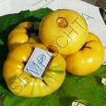 Томат Голді /20 насінин/ *Приватна колекція*