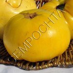 Томат Діксі Золотий Гігант /20 насінин/ *Приватна колекція*