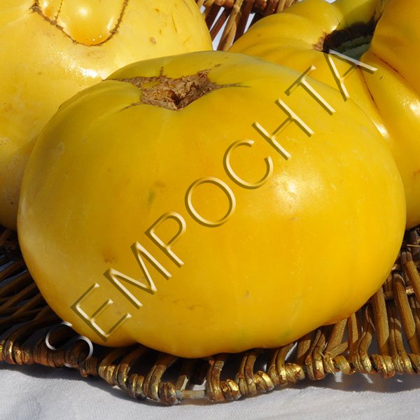 Томат Діксі Золотий Гігант /20 насінин/ *Приватна колекція*