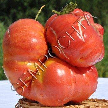 Томат Зимаревський Велетень /20 насінин/ *Приватна колекція*
