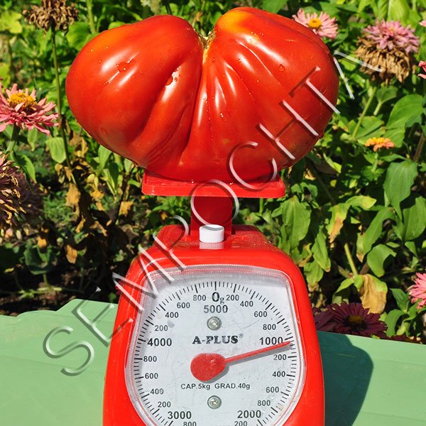 Томат Серце Буйвола /20 насінин/ *Приватна колекція*