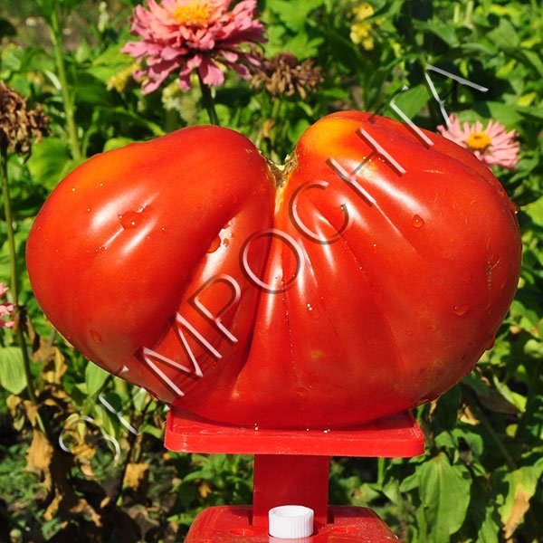 Томат Серце Буйвола /20 насінин/ *Приватна колекція*