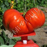 Томат Яйца Быка (Couilles De Taureau) /20 семян/ *Частная коллекция*