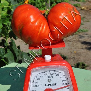 Томат Яйца Быка (Couilles De Taureau) /20 семян/ *Частная коллекция*