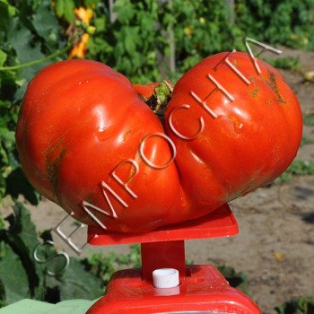 Томат Яйца Быка (Couilles De Taureau) /20 семян/ *Частная коллекция*