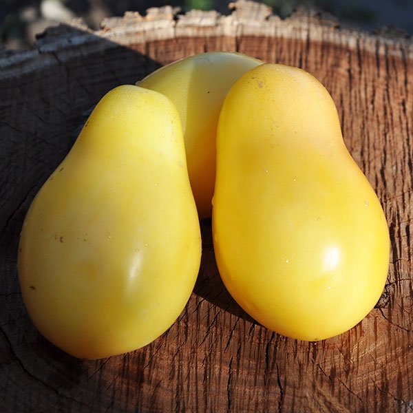 Томат Сонячна Груша /20 насінин/ *Приватна колекція*