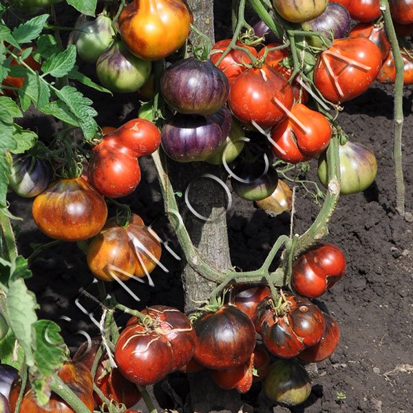 Томат Синя Груша /20 насінин/ *Приватна колекція*