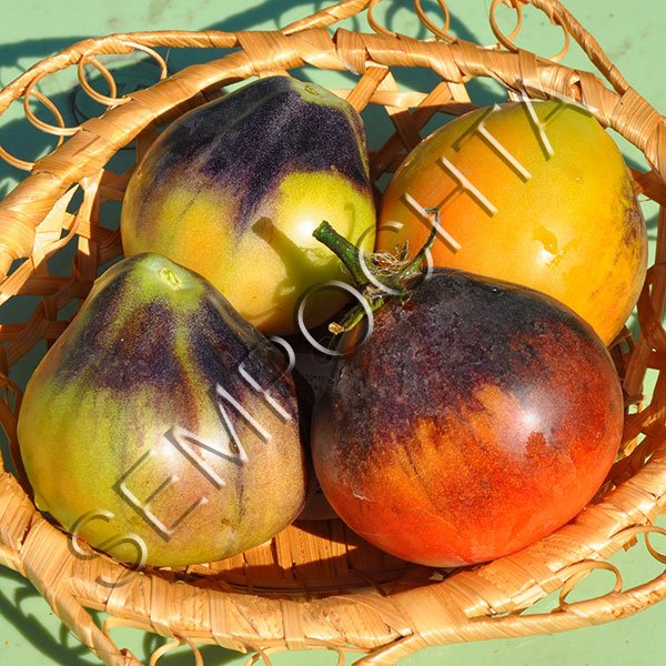 Томат Синя Груша /20 насінин/ *Приватна колекція*