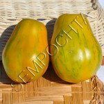Томат Тигровая Груша /20 семян/ *Частная коллекция*