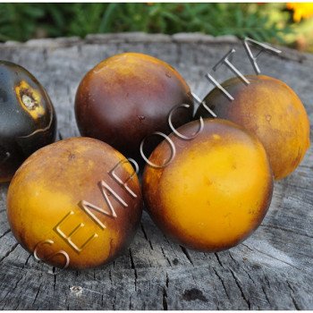 Томат Шоколадний Мармелад /20 насінин/ *Приватна колекція*