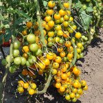 Томат Цукерки З Городу /20 насінин/ *Приватна колекція*