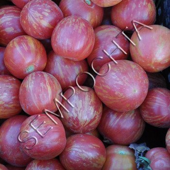 Томат Вернісаж Рожевий /20 насінин/ *Приватна колекція*