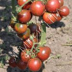 Томат Вернісаж Чорний /20 насінин/ *Приватна колекція*