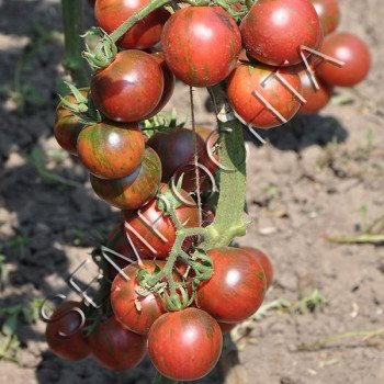 Томат Вернісаж Чорний /20 насінин/ *Приватна колекція*