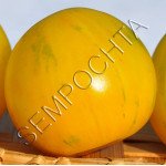 Томат Вернисаж Желтый /20 семян/ *Частная коллекция*