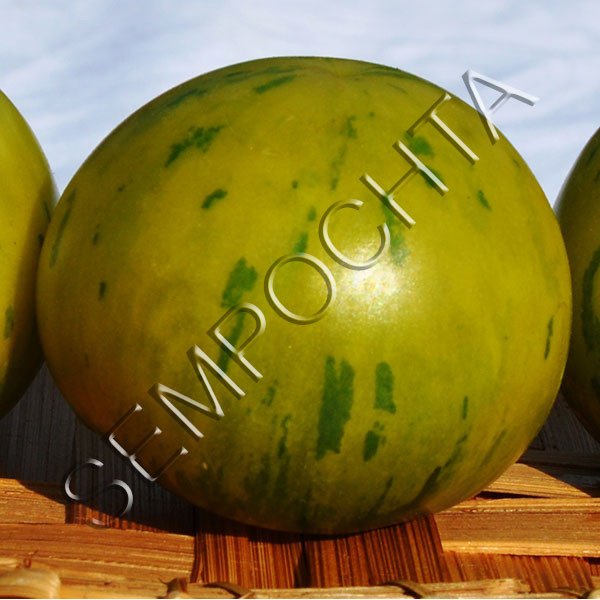 Томат Вернісаж Зелений /20 насінин/ *Приватна колекція*