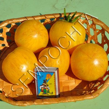 Томат Большой Вернисаж Желтый /20 семян/ *Частная коллекция*