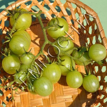 Томат Новорічний Черрі /20 насінин/ *Приватна колекція*