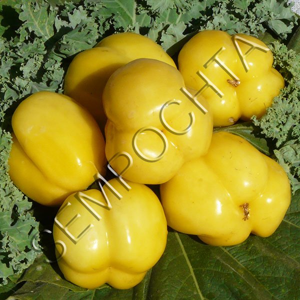 Томат Білий Перець Духова /20 насінин/ *Приватна колекція*