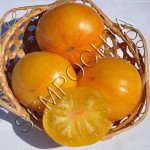 Томат Жовте Сяйво (Yellow Radiance) /20 насінин/ *Приватна колекція*