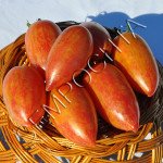 Томат Цукерки Солодка Бурулька (Candy Sweet Icicle) /20 насінин/ *Приватна колекція*