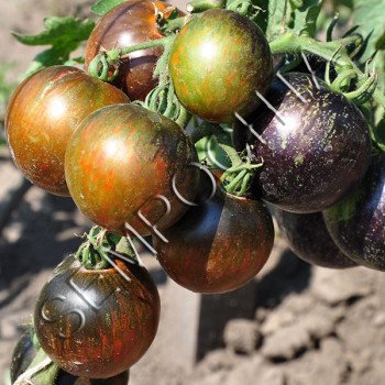 Томат Космічне Затемнення (Cosmic Eclipse) /20 насінин/ *Приватна колекція*