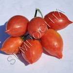 Томат Полоса Молнии (Streak Lightnihg) /20 семян/ *Частная коллекция*