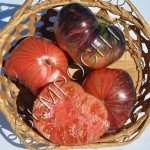 Томат Прекрасный Пышный (Lovely Lush) /20 семян/ *Частная коллекция*