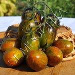 Томат Сладкий Зуб (Sweet Toolh) /20 семян/ *Частная коллекция*