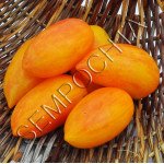 Томат Сладкий Крем (Sweet Cream) /20 семян/ *Частная коллекция*