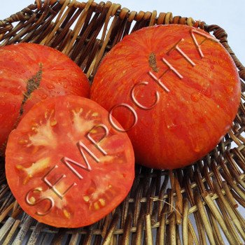 Томат Сонячний Спалах Xl (Solar Flare Xl) /20 насінин/ *Приватна колекція*