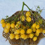 Томат Сумашедший Черри Барри (Barry`s Crazy Cherry) /20 семян/ *Частная коллекция*