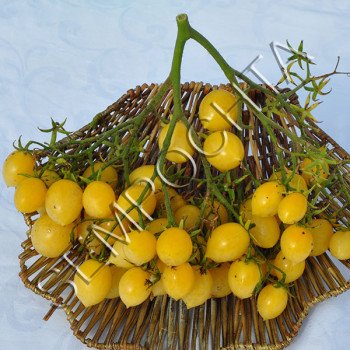 Томат Божевільний Черрі Баррі (Barry`s Crazy Cherry) /20 насінин/ *Приватна колекція*