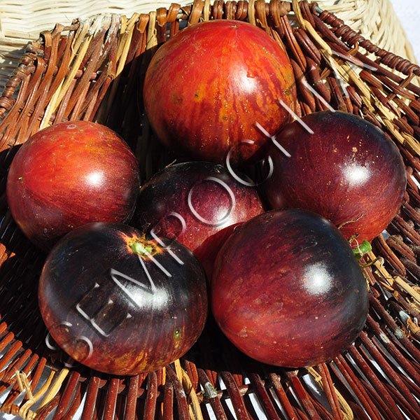 Томат Убеждение (Persuasion) /20 семян/ *Частная коллекция*