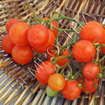 Томат Барбарис /20 насінин/ *Приватна колекція*