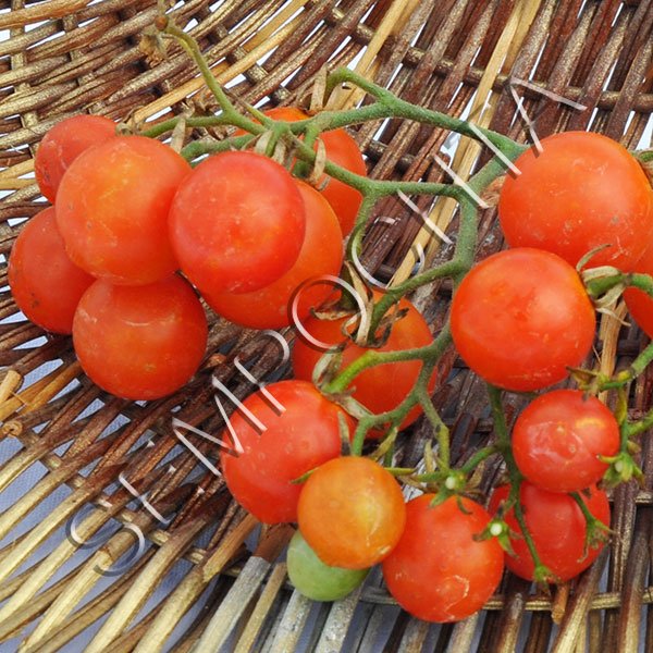 Томат Барбарис /20 насінин/ *Приватна колекція*