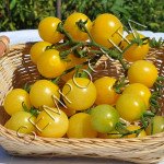 Томат Білий Сніг (Snow White) /20 насінин/ *Приватна колекція*