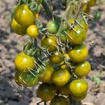 Томат Гру Ві (Gru Vee) /20 насінин/ *Приватна колекція*