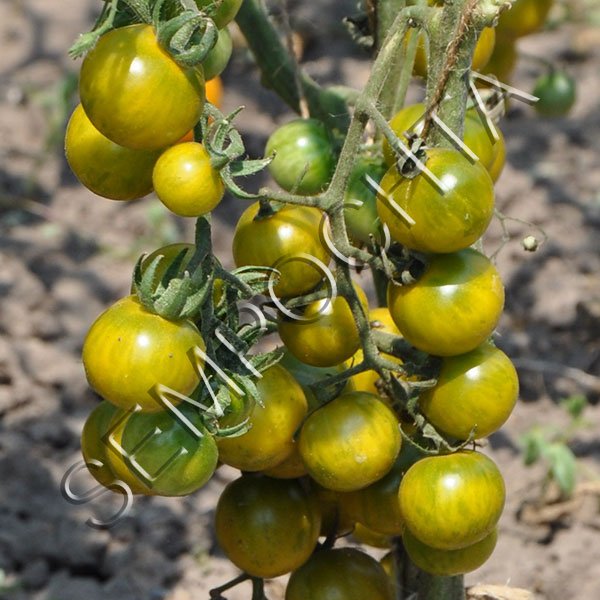 Томат Гру Ві (Gru Vee) /20 насінин/ *Приватна колекція*