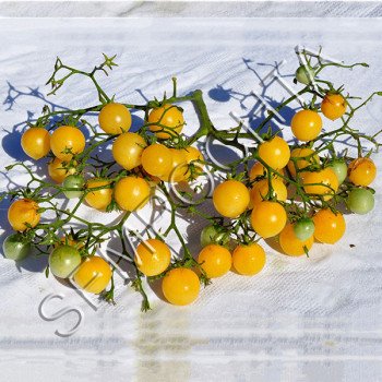 Томат Кварц Мультифлора Жовтий /20 насінин/ *Приватна колекція*