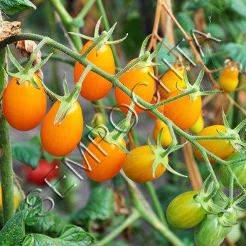 Томат Золотий Солодкий (Golden Sweet) /20 насінин/ *Приватна колекція*