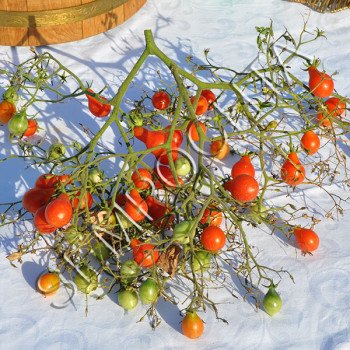 Томат Китиця Червоних Груш (Red Cluster Pear) /20 насінин/ *Приватна колекція*