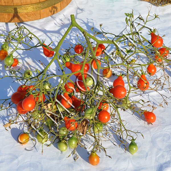 Томат Китиця Червоних Груш (Red Cluster Pear) /20 насінин/ *Приватна колекція*