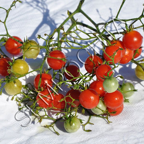 Томат Кварц Мультифлора Червоний /20 насінин/ *Приватна колекція*