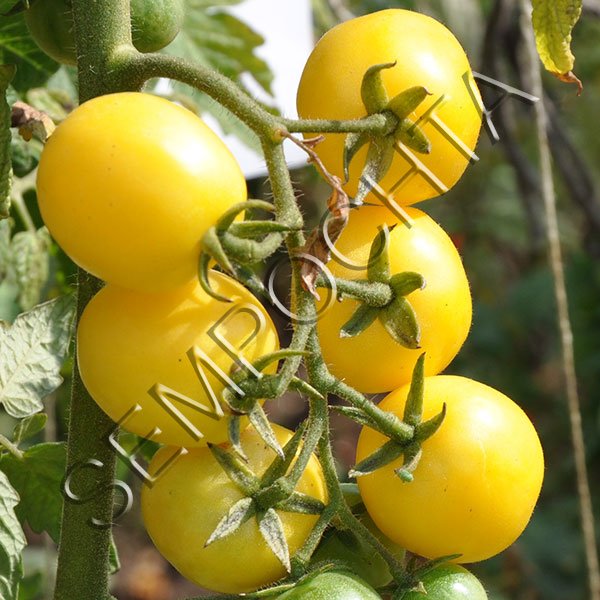 Томат Лимонный Черри (Lemon Cherry) /20 семян/ *Частная коллекция*